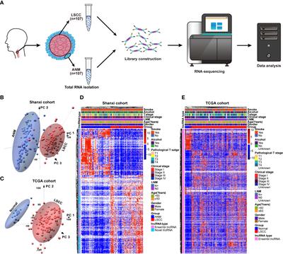 Identification of a seven-lncRNAs panel that serves as a prognosis predictor and contributes to the malignant progression of laryngeal squamous cell carcinoma